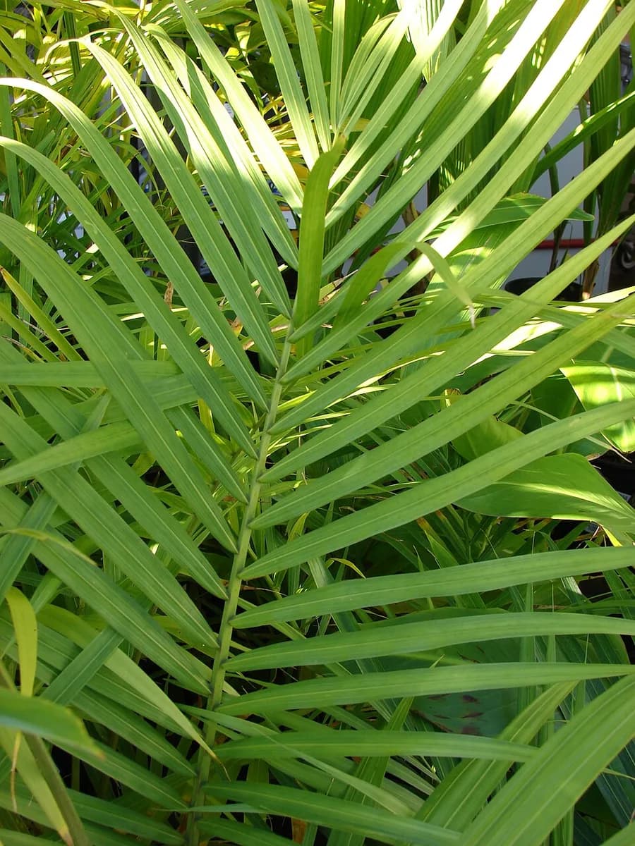 Close view of young Ravenea rivularis fronds in nursery pots
