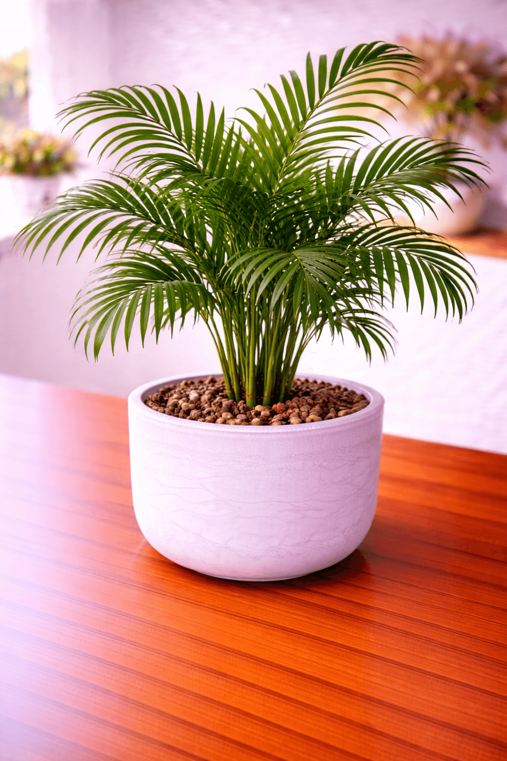 Majesty palm with lush green fronds