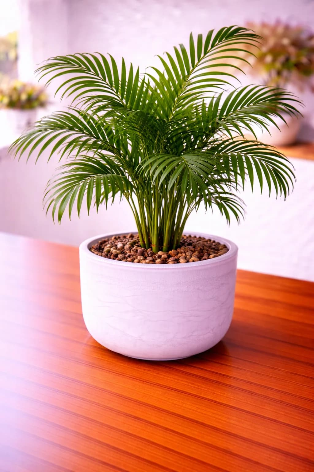 Majesty palm with lush green fronds