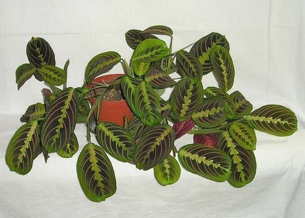 Red-veined Maranta leuconeura leaves spreading from a pot