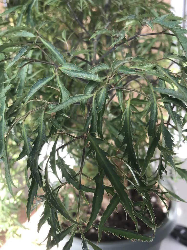 Potted Polyscias fruticosa with finely cut leaves