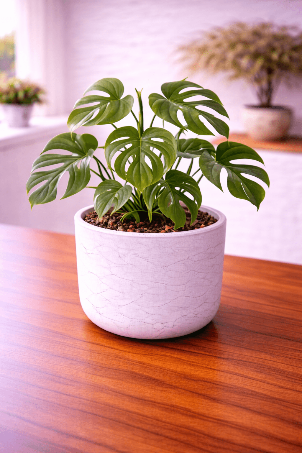 Mini monstera with fenestrated leaves on a support