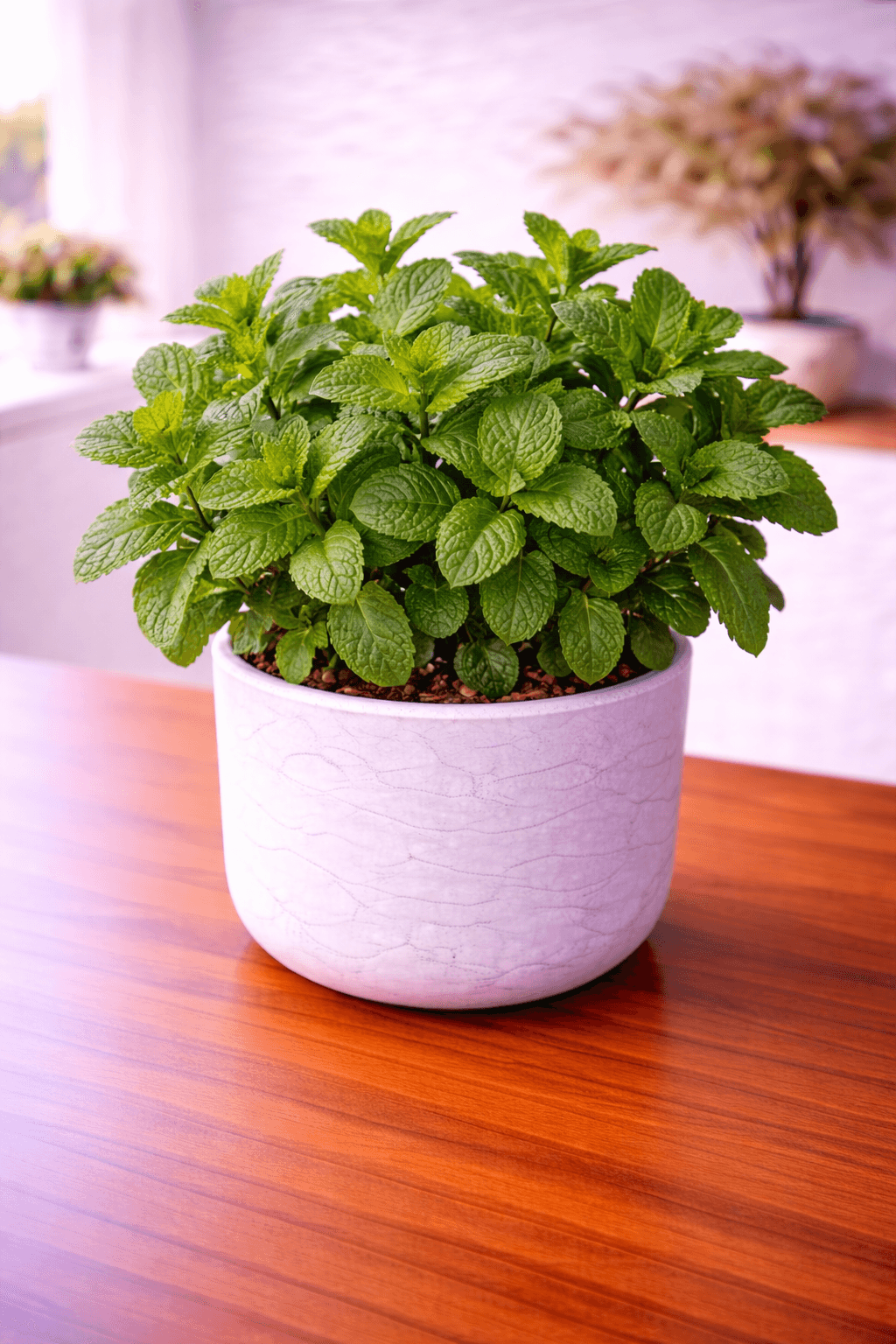 Fresh mint plant with aromatic green leaves