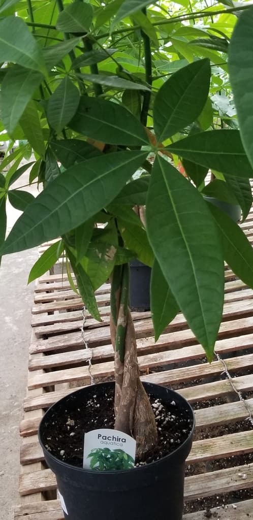 Pachira aquatica money tree growing in a container