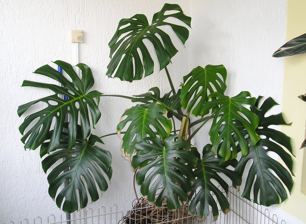 Monstera deliciosa with large split green leaves against a white wall