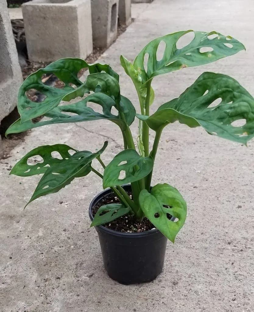 Potted Monstera adansonii with oval holes in green leaves