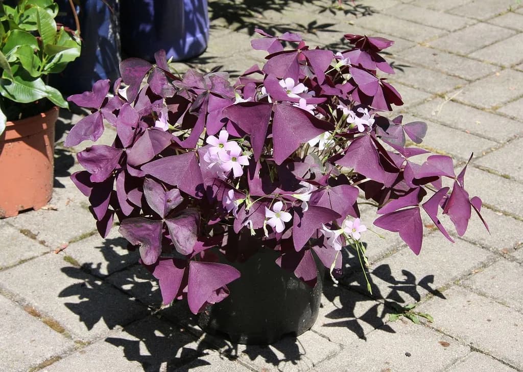 Potted purple Oxalis triangularis flowering on a patio