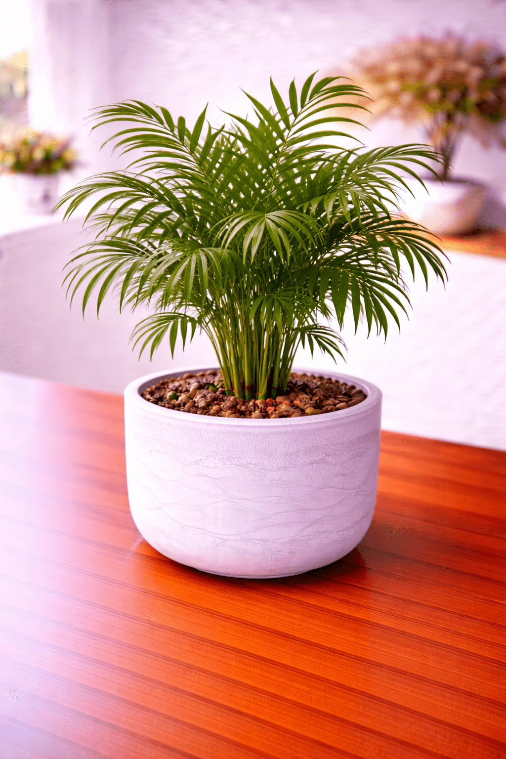 Parlor palm with delicate feathery fronds