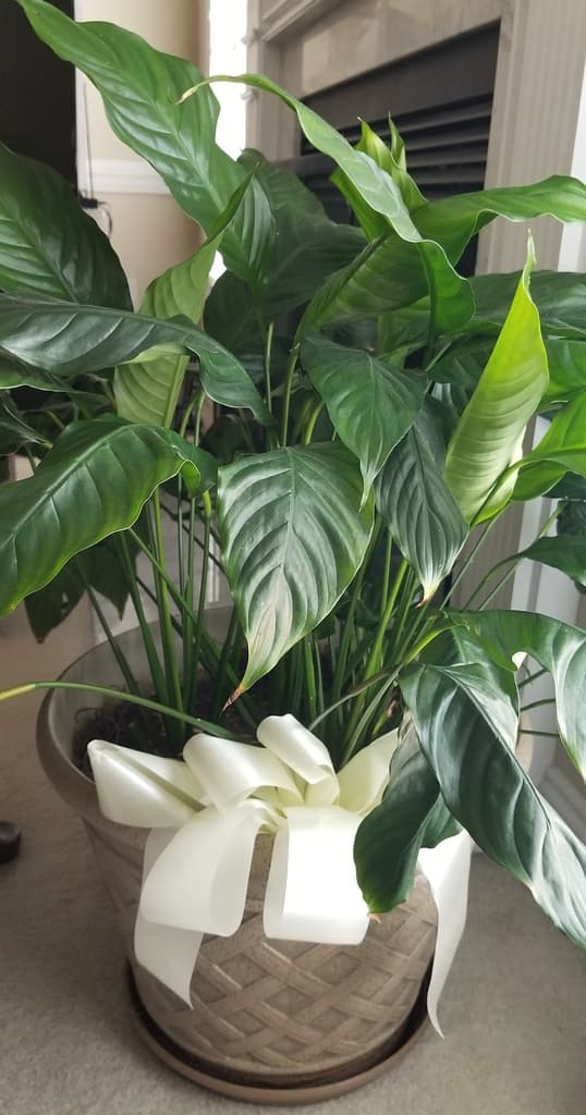 Peace lily with glossy green leaves and pale spathes