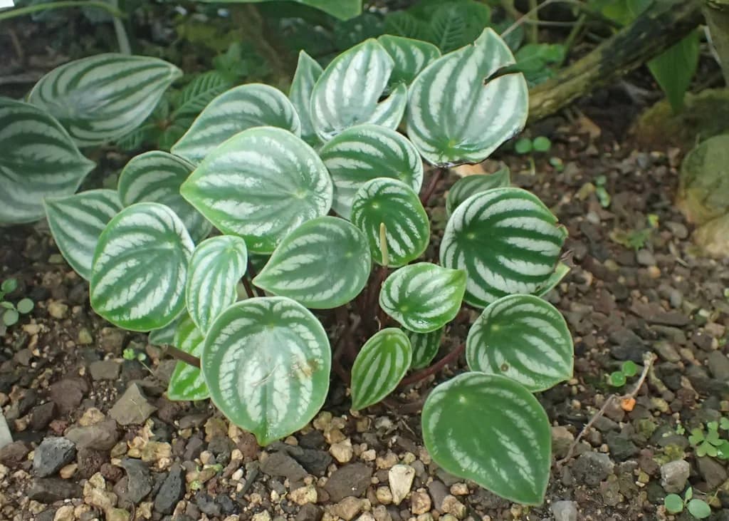 Watermelon peperomia Peperomia argyraea with striped round leaves