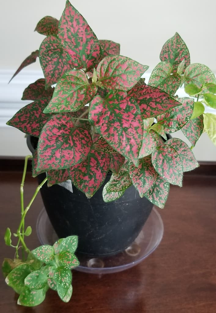 Pink and green polka dot plant leaves