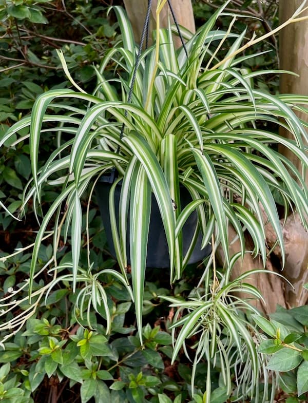 Variegated spider plant with arching green and white leaves