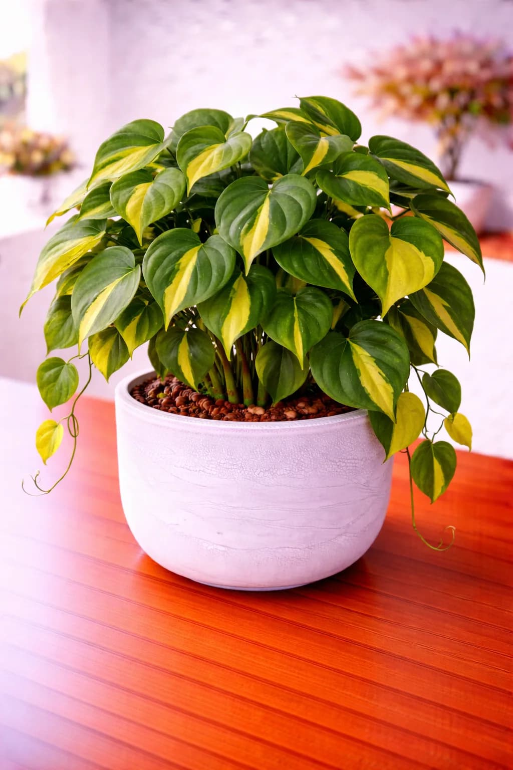 Philodendron Brasil with green and lime variegated leaves
