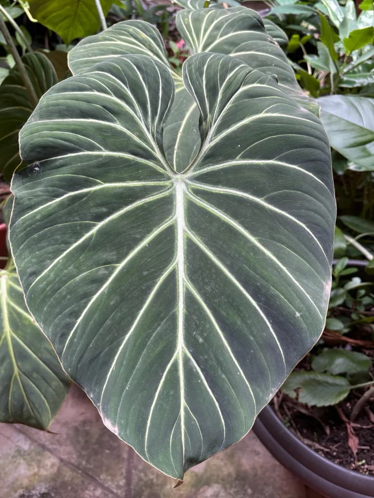 Large velvety Philodendron gloriosum leaf with pale veins
