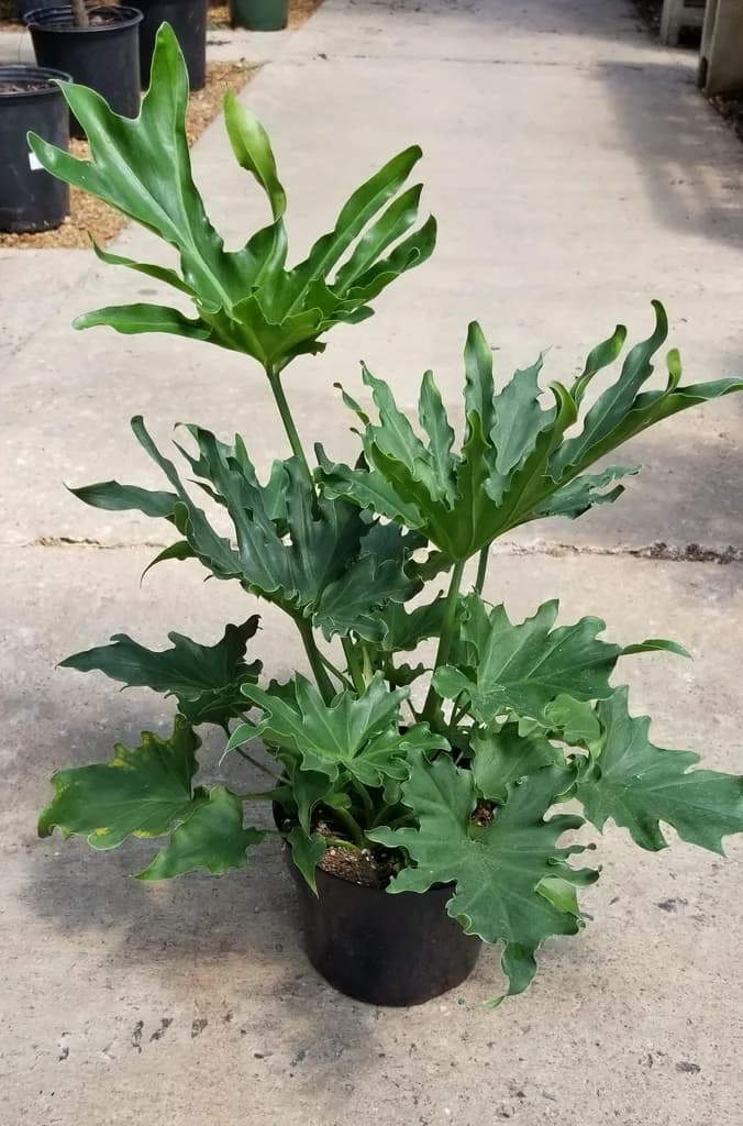 Potted Selloum tree philodendron with large deeply lobed green leaves
