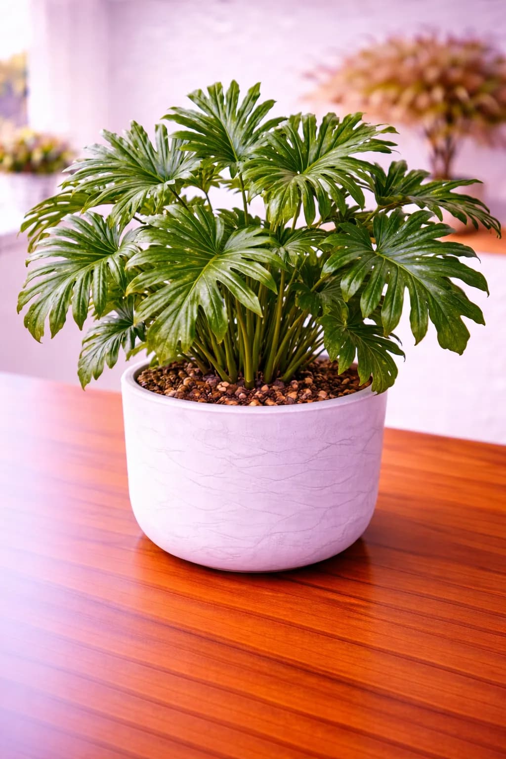 Tree philodendron with large split leaves