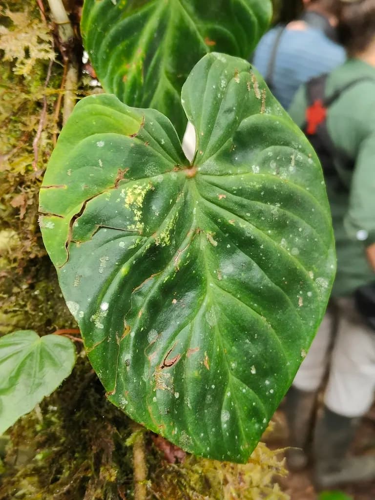 Velvety heart-shaped Philodendron verrucosum leaf with pale veins