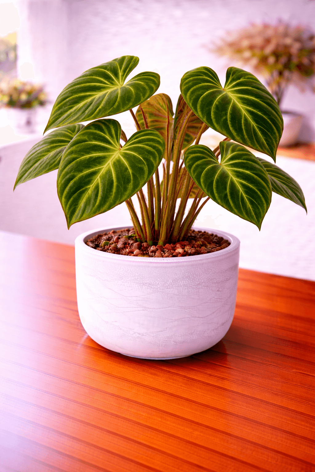 Philodendron verrucosum with velvety dark leaves and fuzzy petioles