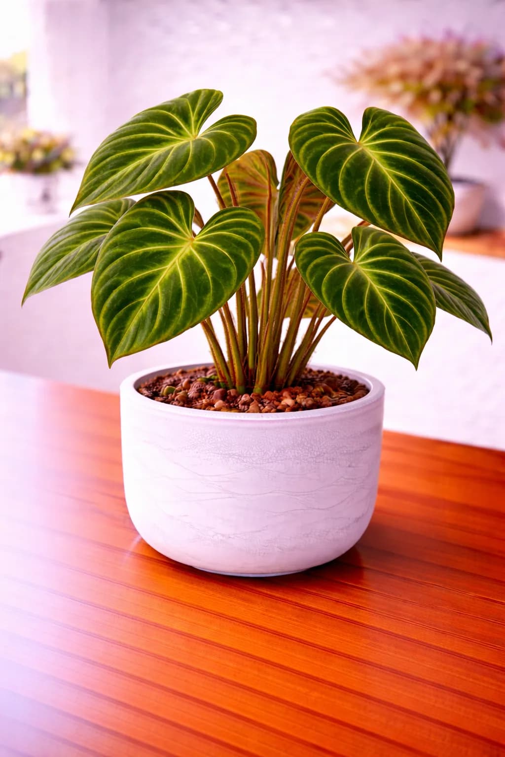 Philodendron verrucosum with velvety dark leaves and fuzzy petioles