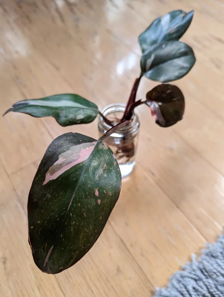 Pink variegation on a dark leaf of Philodendron Pink Princess