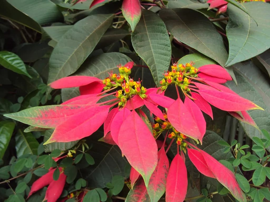 Red poinsettia bracts surrounding tiny yellow flowers outdoors