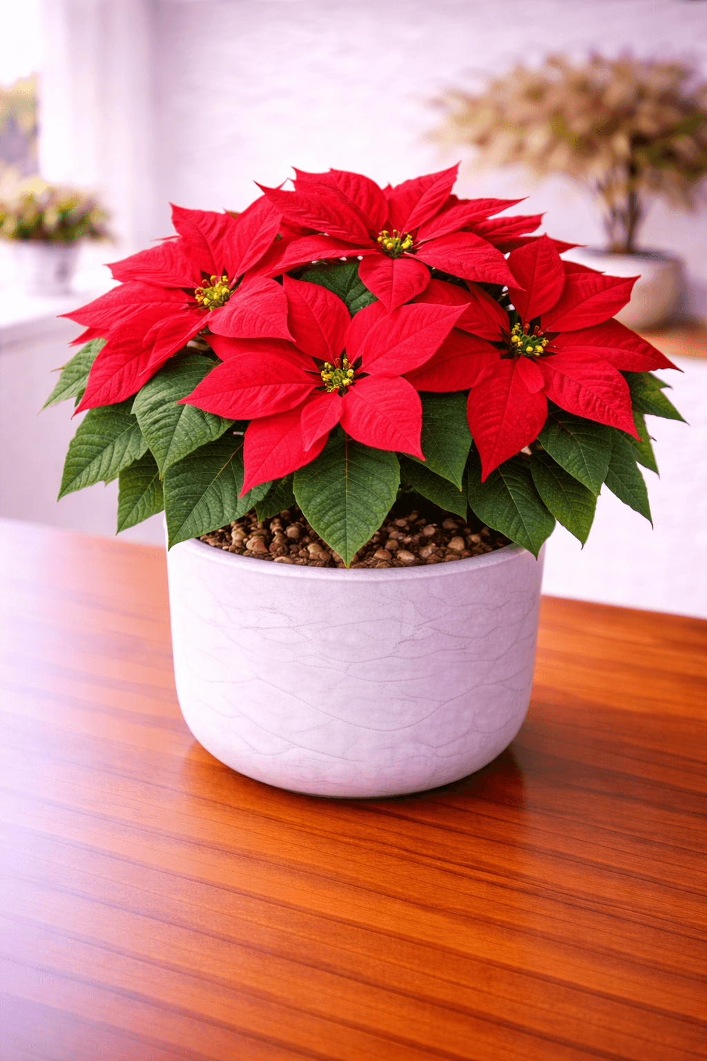 Poinsettia with red bracts