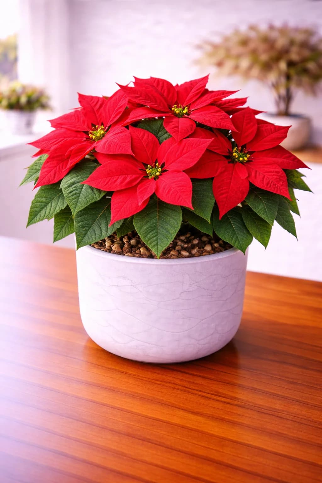 Poinsettia with red bracts