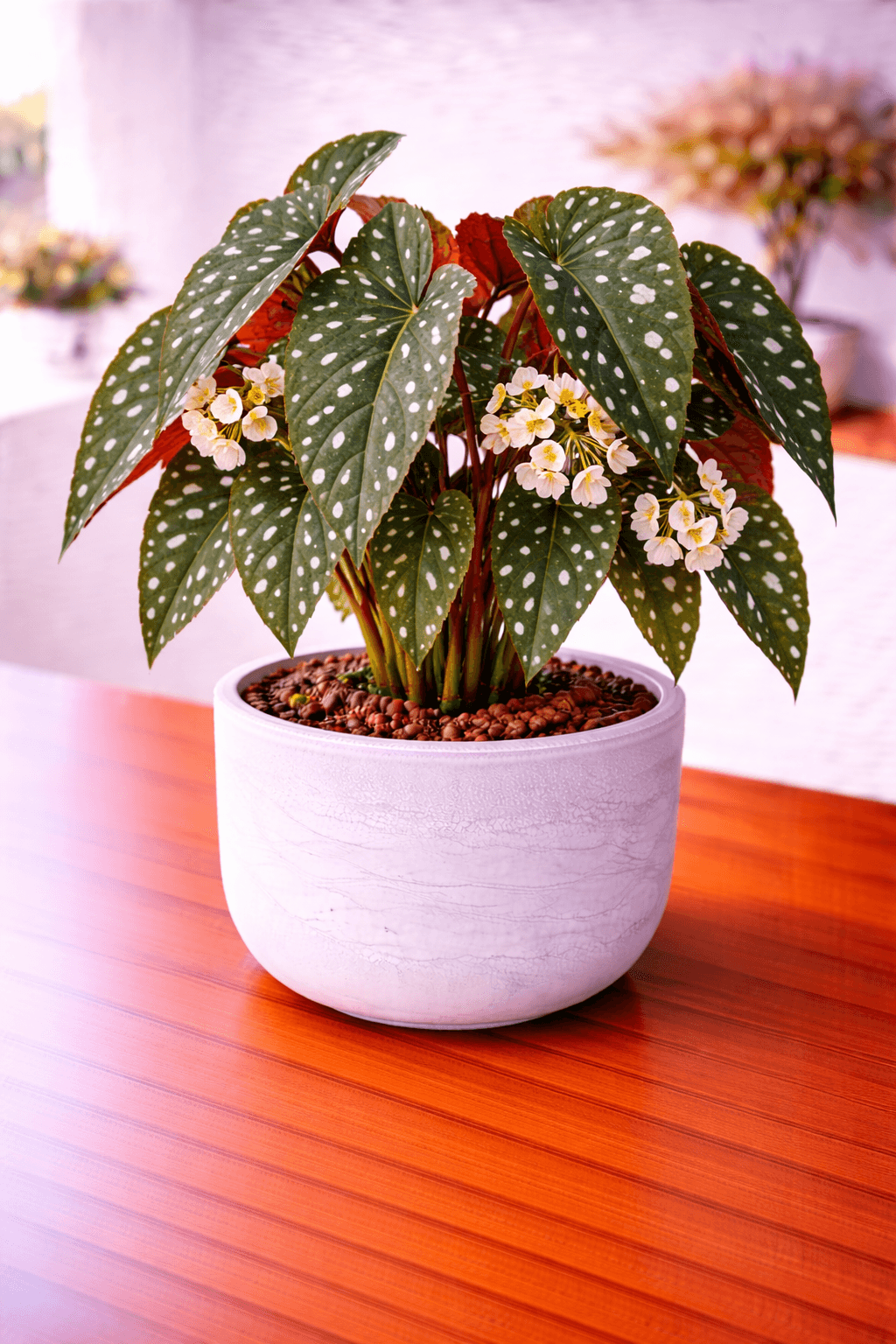 Polka dot begonia with silver-spotted leaves