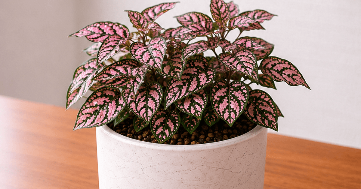 Pink polka dot plant with speckled Hypoestes leaves