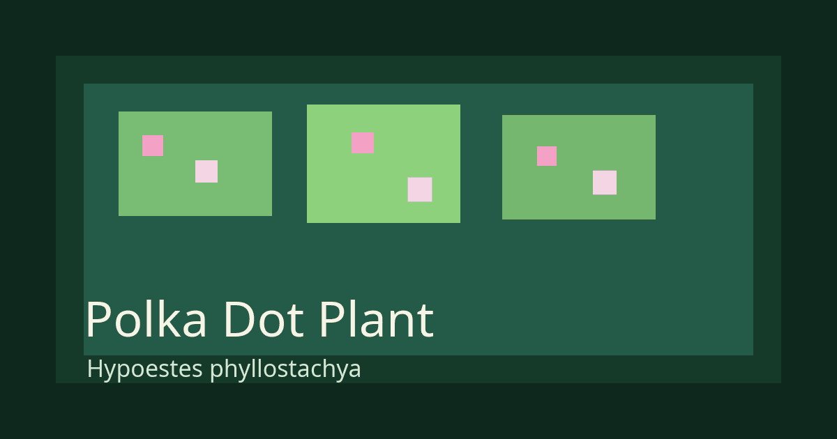 Polka Dot Plant (Hypoestes phyllostachya) plant care guide