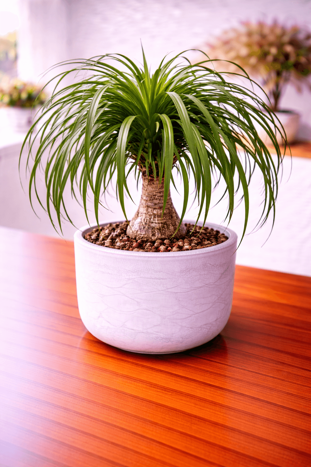 Ponytail palm with curly cascading leaves