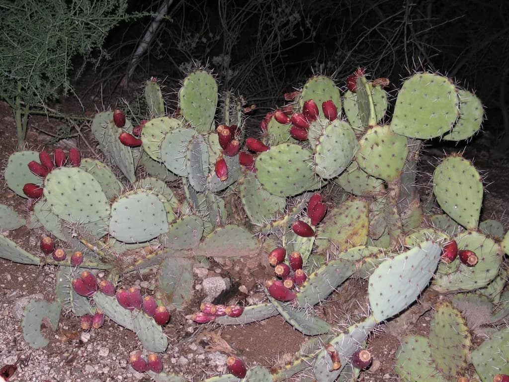 Opuntia humifusa prickly pear with flat pads and red fruit outdoors