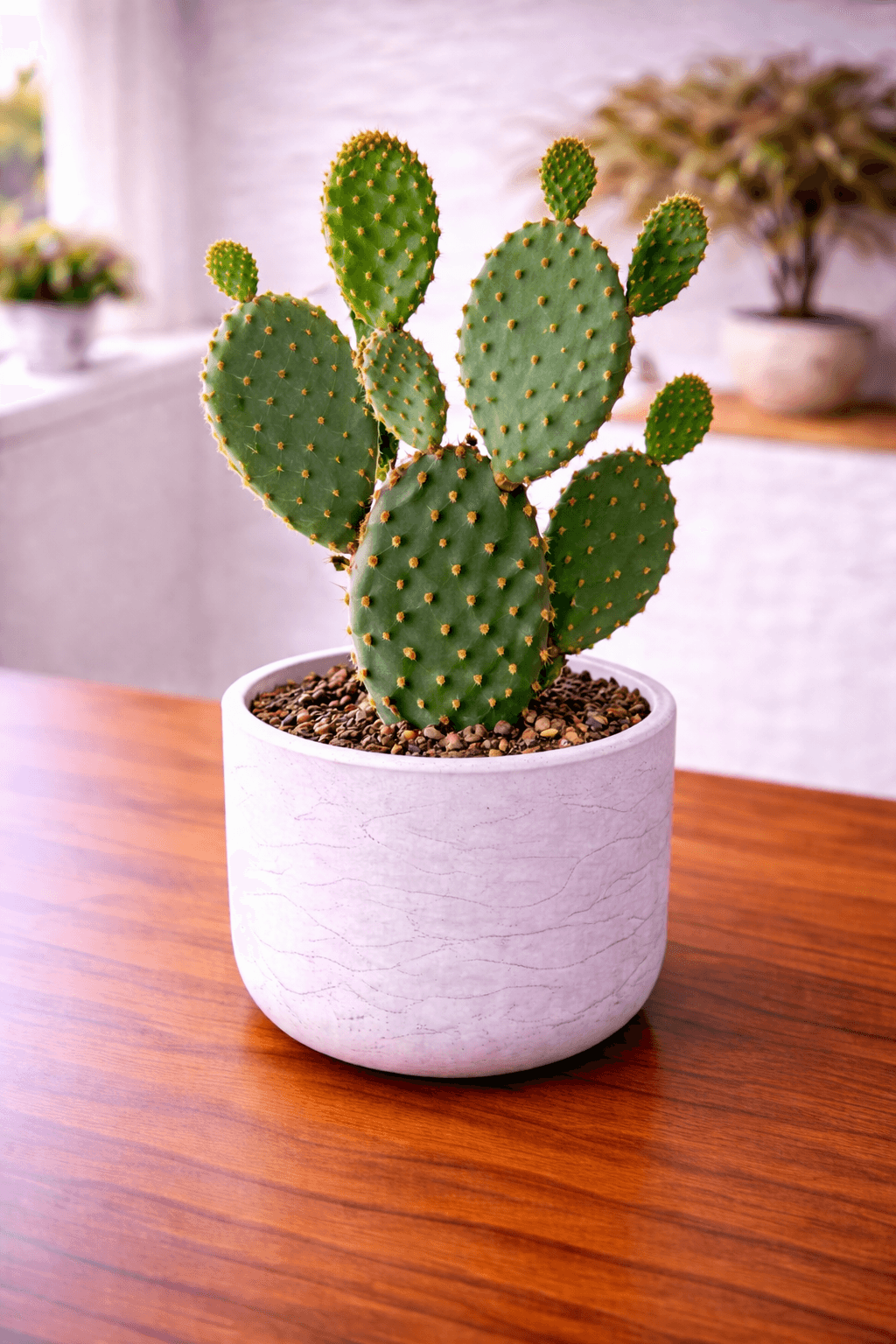 Prickly pear cactus with flat paddle-shaped pads