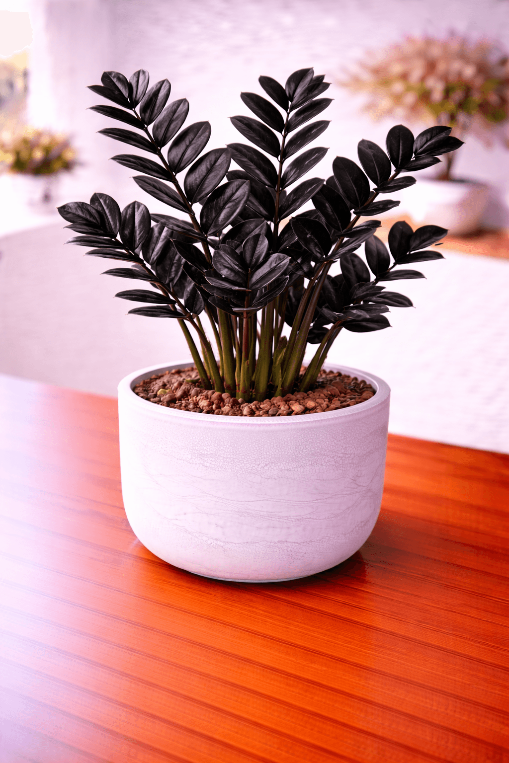 Raven ZZ plant with dark foliage and new growth