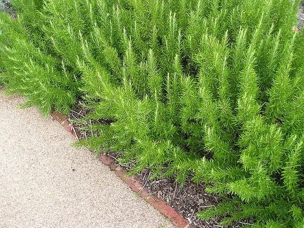 A dense outdoor border of Salvia rosmarinus