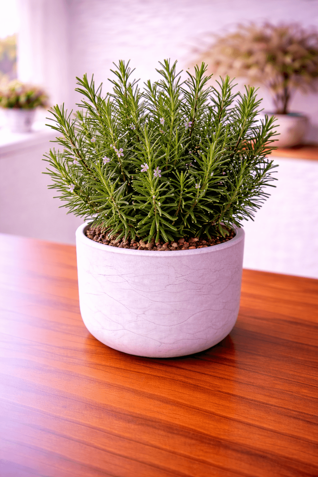 Rosemary plant with needle-like aromatic leaves