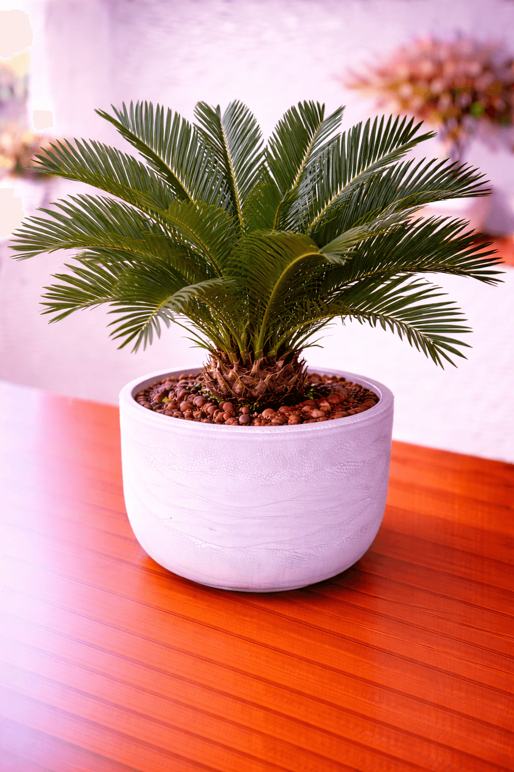 Sago palm with stiff feathery fronds