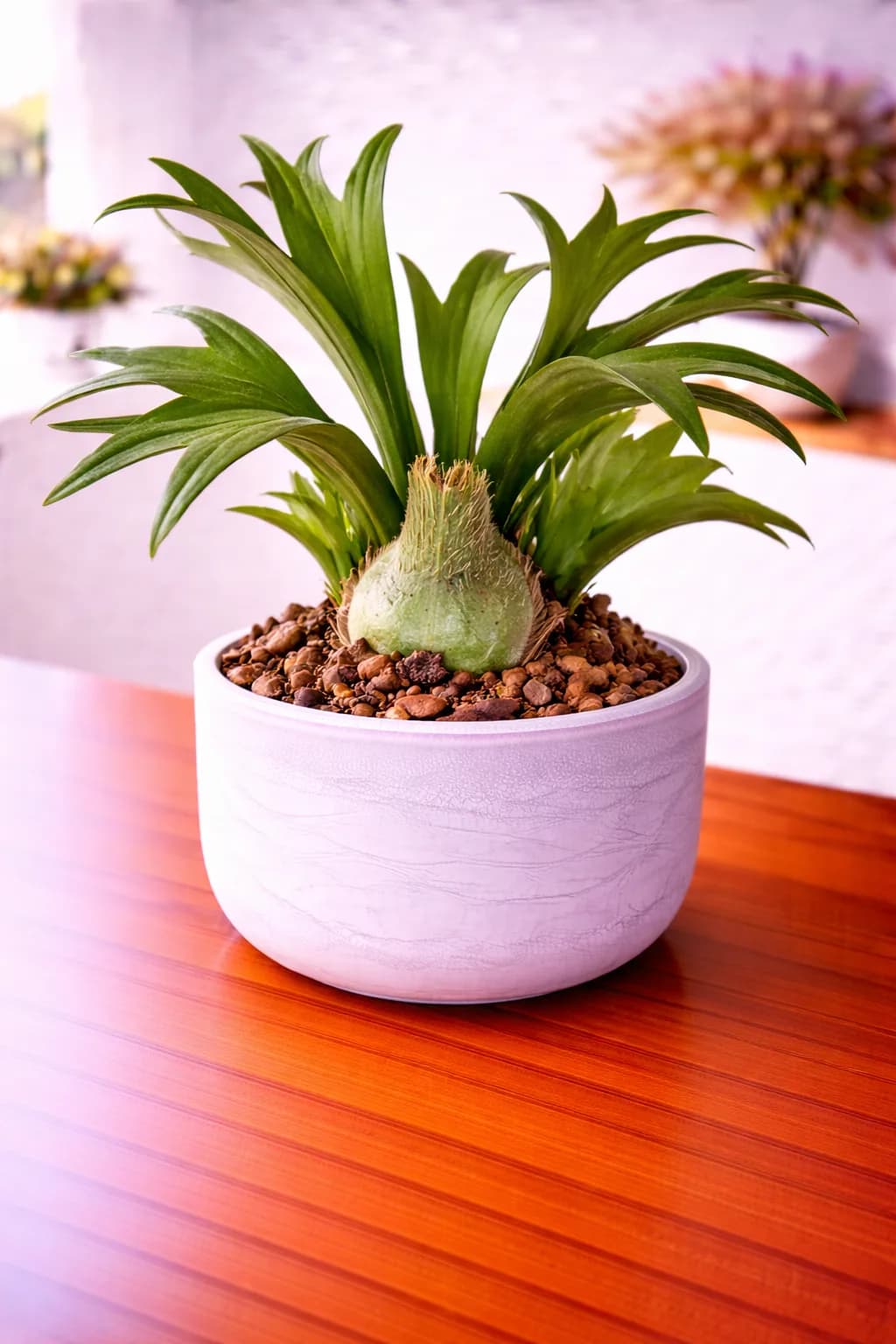 Staghorn fern mounted with antler-shaped fronds