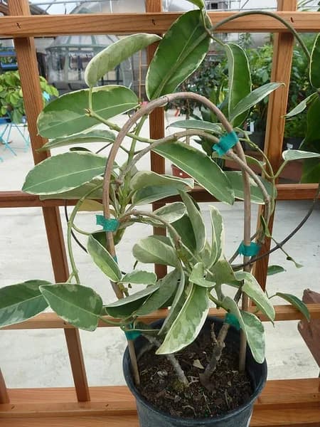 Stephanotis floribunda vine in a pot