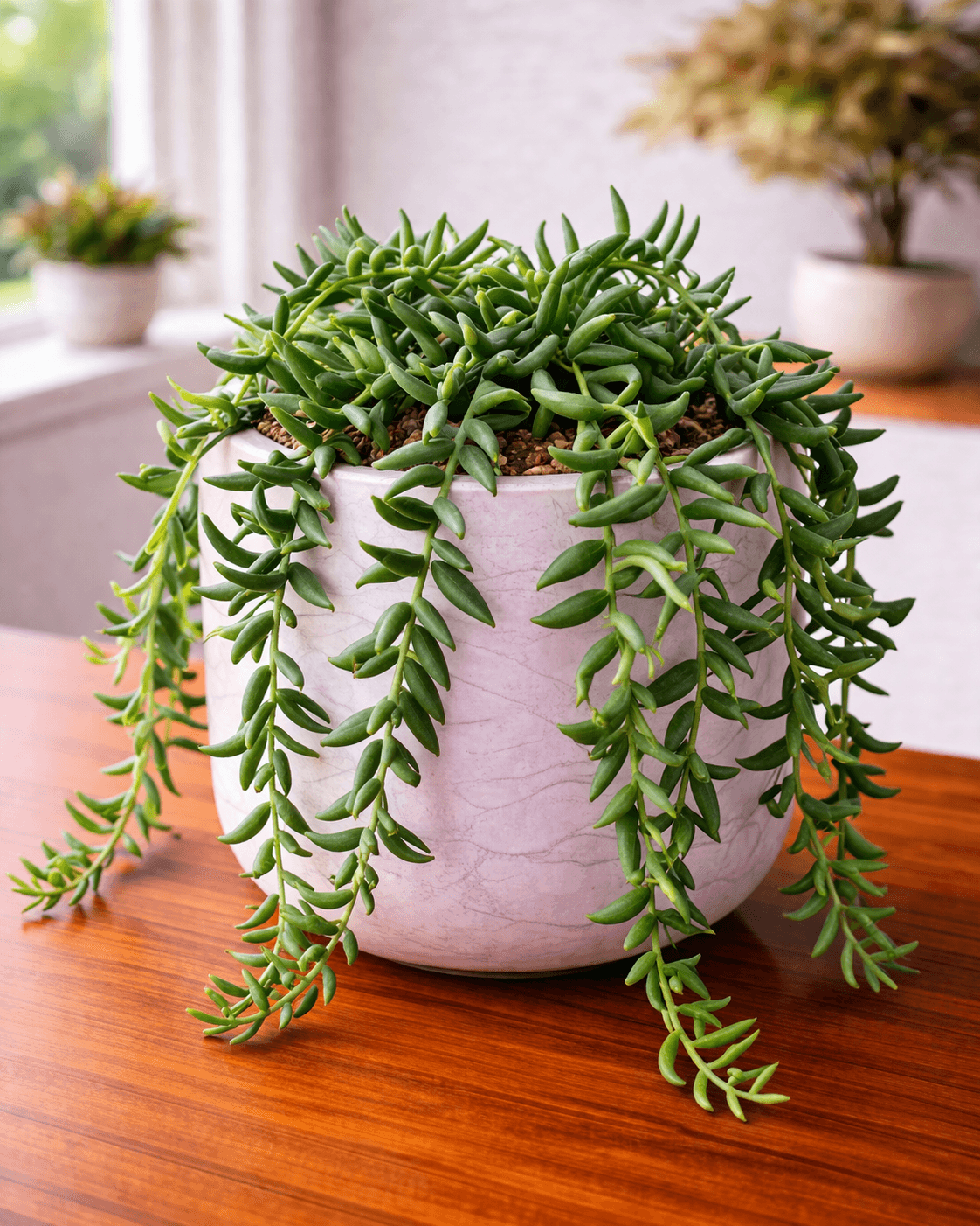 String of bananas trailing succulent