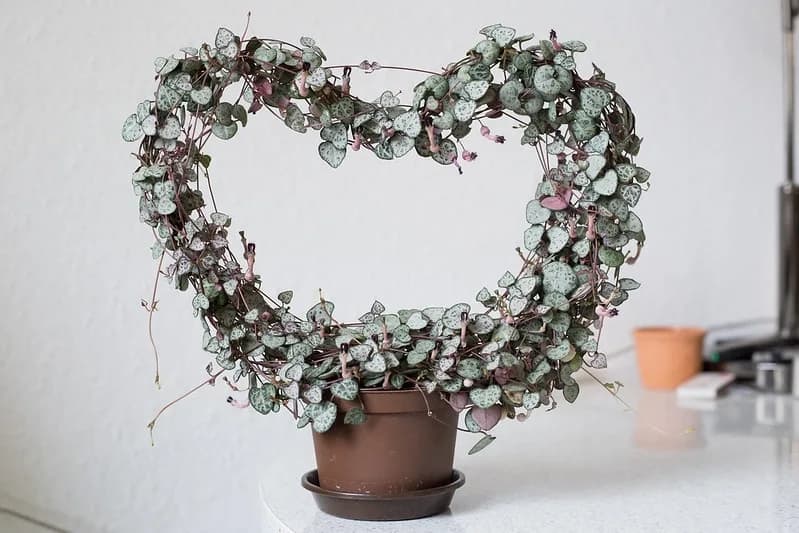Potted Ceropegia woodii trained around a heart-shaped support