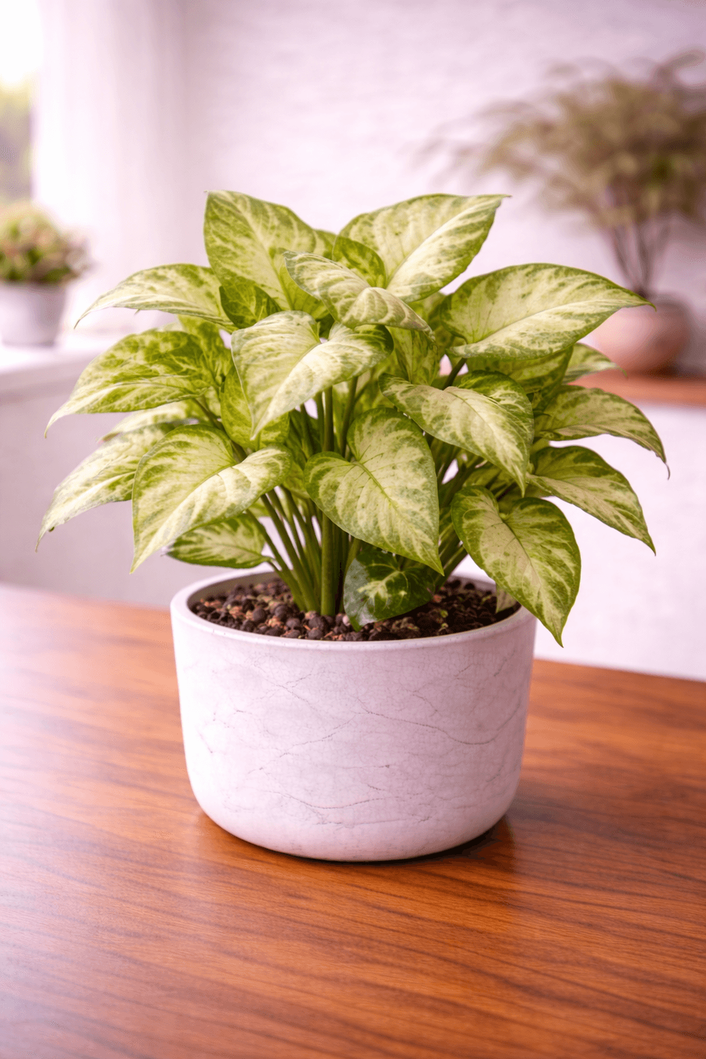 Arrowhead Plant (Syngonium) with variegated green and cream arrow-shaped leaves