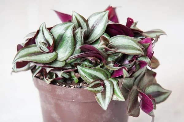 Potted Tradescantia zebrina with striped silver and purple foliage