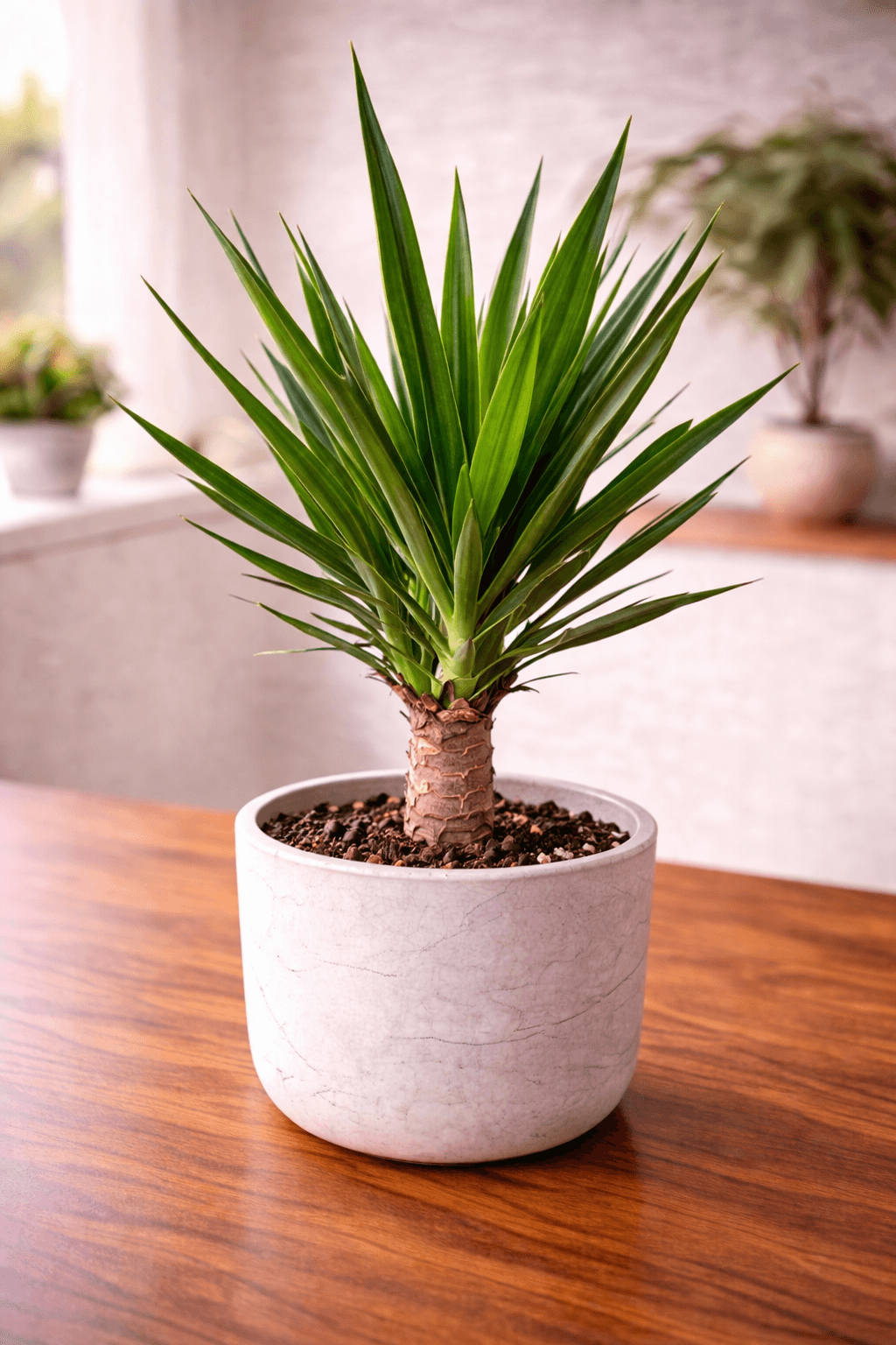 Yucca elephantipes with sword-like green leaves and thick trunk in a bright room